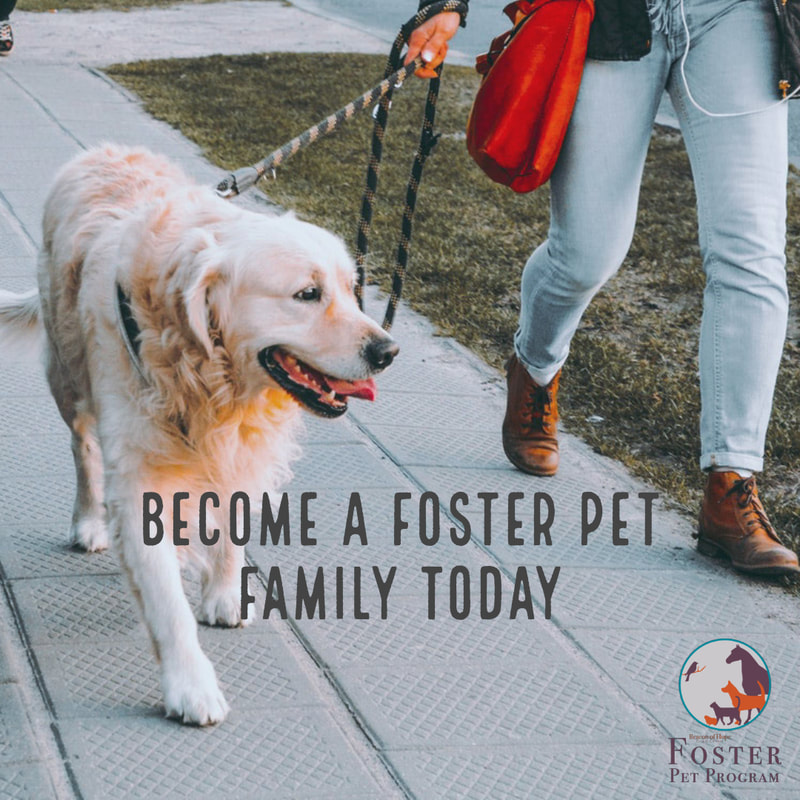 Become A Foster