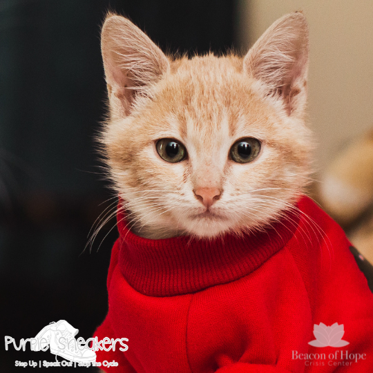 cat wearing a red sweater