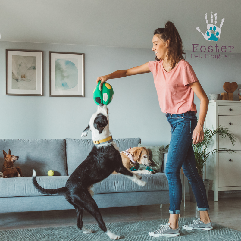 Woman playing inside with a large dog and a chew toy