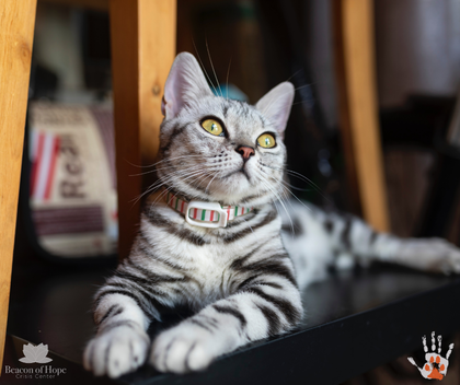 Striped lounging black and white cat with a collar