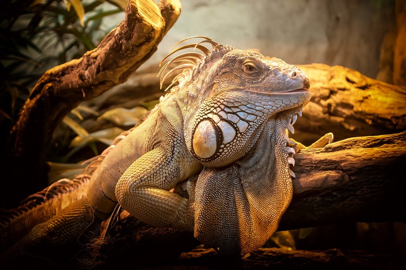 Lizard pet in a tank